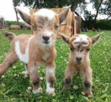 Kupim ovce, koze ali jagencke 040 560 652
