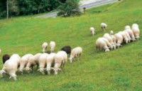 Kupim ovce lahko tudi večjo čredo 040560652