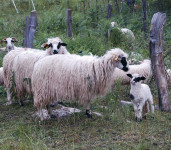 Kupim ovcko belokranjska pramenka