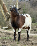 Mini kozi