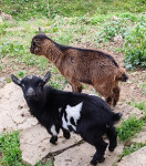 MINI KOZICA in KOZLIČEK