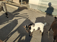 Mini kozliček