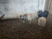 Mini ovce/koze - samci