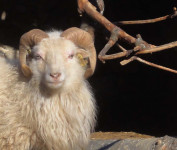mini Quessant ovčke