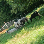 ovce istrske pramenke in drežniška koza