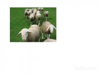 Ovce,jagnjeti,ovca