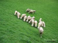Ovce JS pasme prodam,jagnje,ovca
