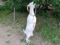 SANJSKA KOZA Dojnica -Podčetrtek