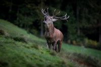 Prodam NAVADNI JELEN, NAVADNA JELENJAD