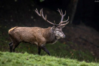 Prodam NAVADNI JELEN, NAVADNA JELENJAD