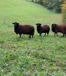 Prodam poka in 2 ovci