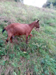 Srnasta koza