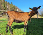 Srnasta koza z mladičem