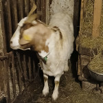 Vojnik