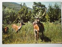 Razglednica FRUŠKA GORA