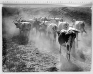 ASZMANN FOTOGRAFIJA