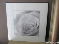 Print / slika z motivom vrtnice