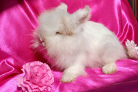 Levjerivi kunci in pritljikavi obarvanec