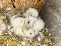 Mini levjegrivi kunci mladički