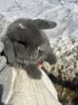 Mini lop - mladiček