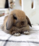 Patuljasti Hollandski Mini Lop Ovnoliki kunići