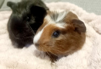 PODARIMO MORSKE PRAŠIČKE!