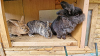 Tri pritlikave zajčice