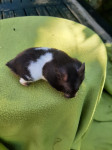 ZLATI HRČEK PANDA-ČRNO-BEL