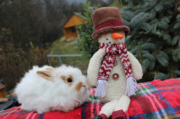 Hišni pritlikavi kunci, zajčki+seno+hrana