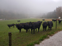 PRODAM ABERDEEN ANGUS BIKCE IN TELIČKE