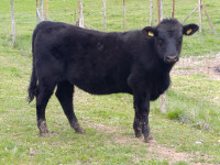 Angus