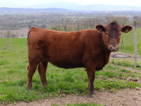 Angus