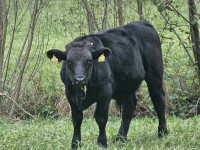 BIKCI, BIKI MESNIH PASEM