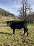 Bikec Angus