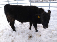 Bikec Črni Angus (Wagyu)