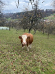 Breja krava