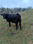 Krava angus