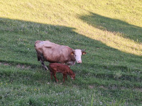 Krava s teličko
