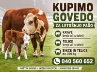 Kupim goveda za rejo ali zakol 040 560 652