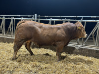 LIMUZIN Bikci za pleme gen. brezrožni NEMŠKI PEDIGRE