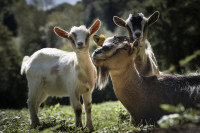 Miniaturne koze za terapevtske centre