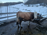 Prodam 2 breji kravi