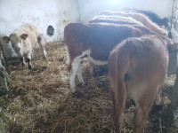 Prodam 7 bikcev in 15 teličk  CHA/LIM/LS