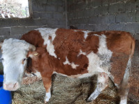 Prodam 8 mesecev brejo LS