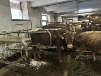 Prodam bika cikaste pasme