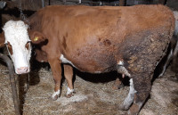 Prodam kravo z bikcom