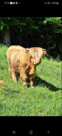 Prodam oz menjam plemenskega bika (škotsko govedo)