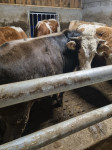 Prodam pašnega bika težkega 380 do 400 kg