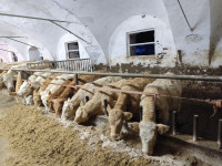 Prodam telice po izbiri