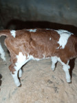 PRODAM TELICKO
